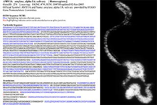 DNA and protein sequence for human amylase along side of the pictograph for the protein sequence
