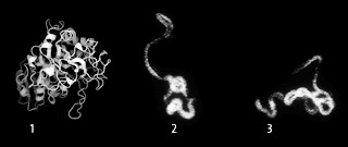 Comparison of human and rice pictographs for amylases and the PDB structure for human amylase